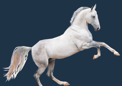 3D model of a horse under motion capture system